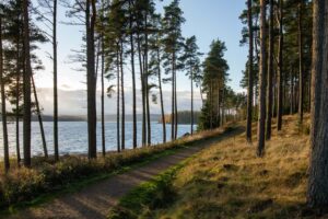 Woodland by Kielder Water